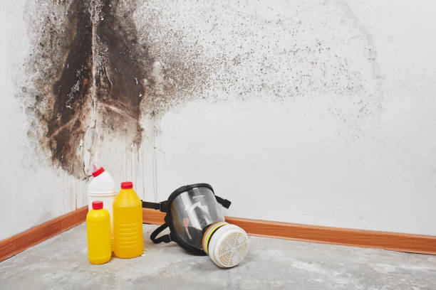Best Mold Testing and Inspection Services in Palermo, CA