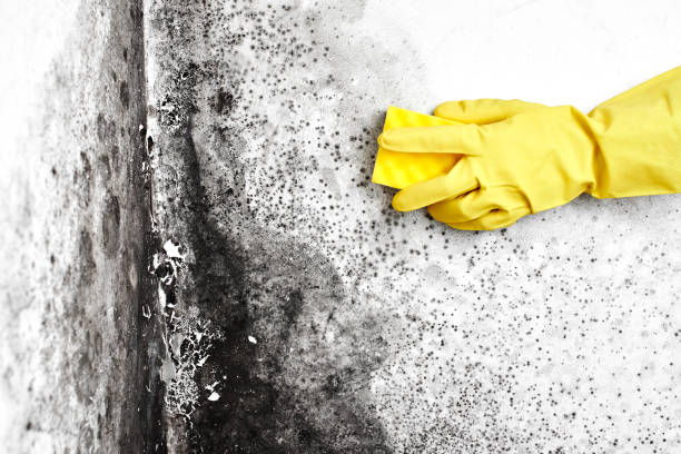 Trusted Palermo, CA Mold Remediation Experts