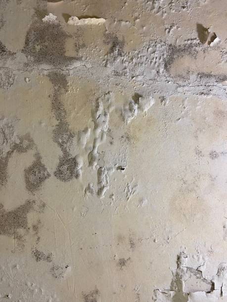 Best Commercial Mold Remediation in Palermo, CA