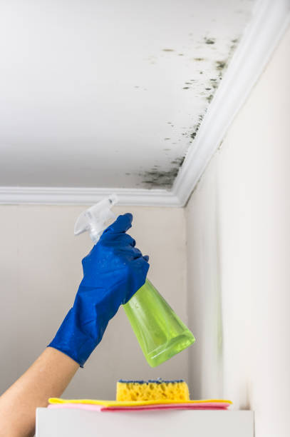 Best DIY Mold Remediation Support Services in Palermo, CA